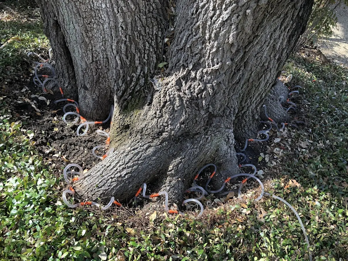 Detailed Tree Cabling and Bracing job site in Osage Beach