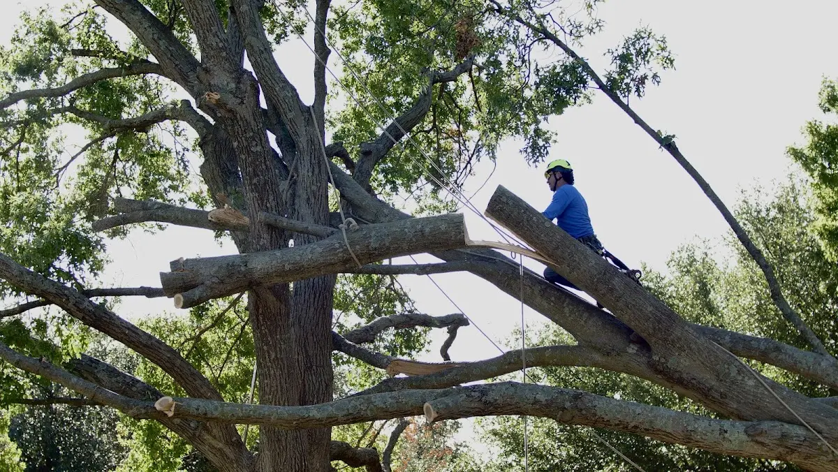 Professional Crown Thinning performed by certified arborists in Osage Beach